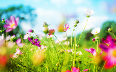 4 ways to make audience engagement bloom this spring